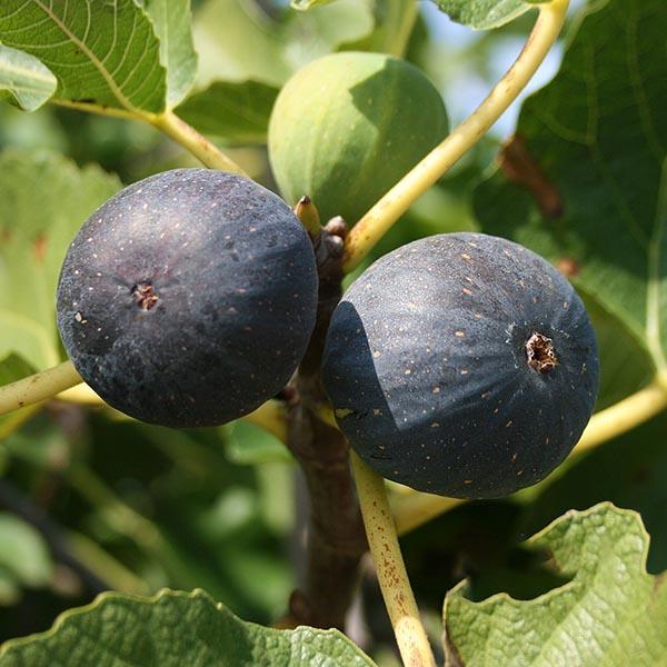 Fico Brogiotto nero - Ficus Carica - Albero - Vaso 24 cm - H 150/170 - C 8/10
